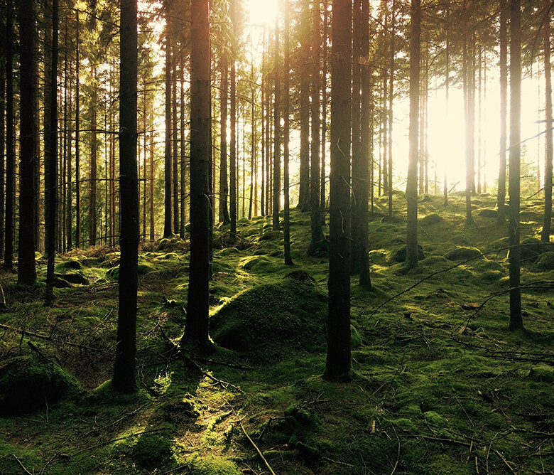 Otto Hutt - Verantwortung - Dem Schwarzwald verbunden